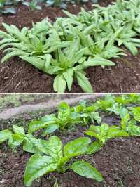 閩南田園一日:觸摸舊時光,品嚐新鮮味