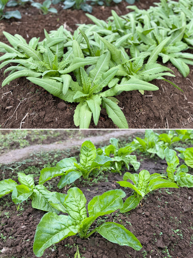 閩南田園一日:觸摸舊時光,品嚐新鮮味 閩南田園一日:觸摸舊時光,品嚐新鮮味