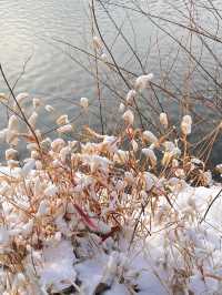 冬日限定雪景蘆葦打卡地