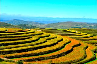 A complete guide to the food in Pengyang, a city known for its ink-wash painting style!