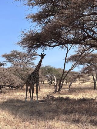 與 Ungana 一起體驗難忘的 Safari 之旅