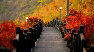 A hidden autumn foliage paradise in the Taihang Mountains, perfect for the whole family