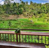 Charms of green Ubud 