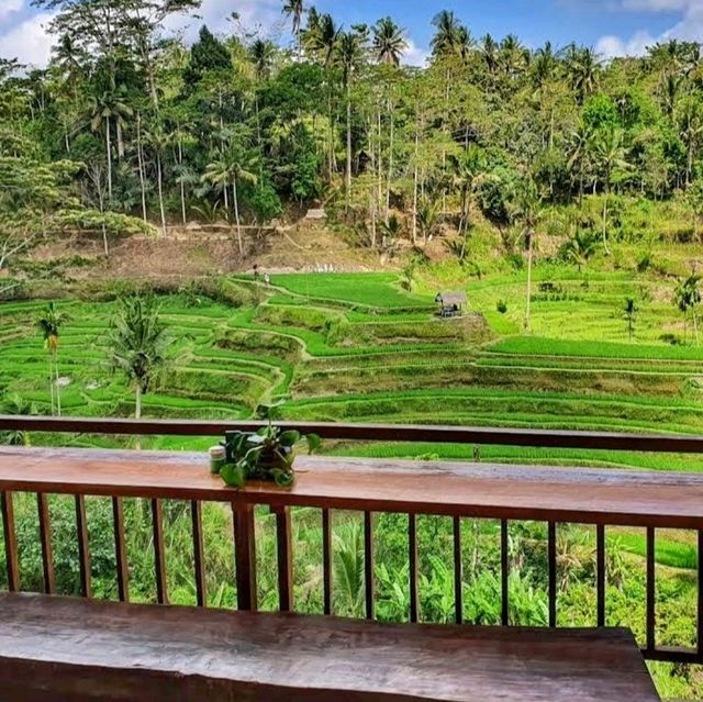 Charms of green Ubud 