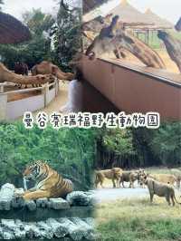 泰國//曼谷// 賽瑞福野生動物園🐯🦁🐵 野生園區欣賞珍貴動物 餵食長頸鹿小老虎