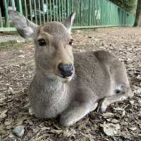 cute Nara deer 