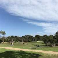 Fun place to get close to the wallby 🦘 