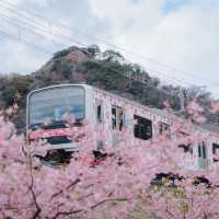 Kawazu Sakura 🌸