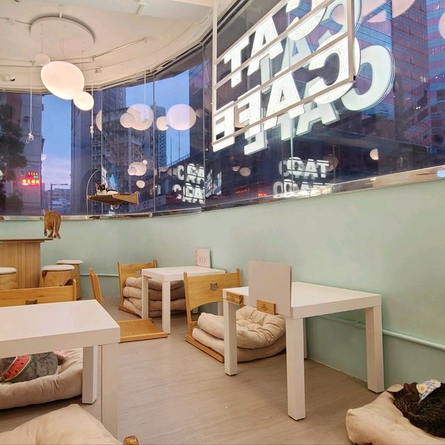 親親貓主子的上樓cafe shop 