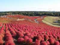 Kochia at Hitachi Seaside Park
