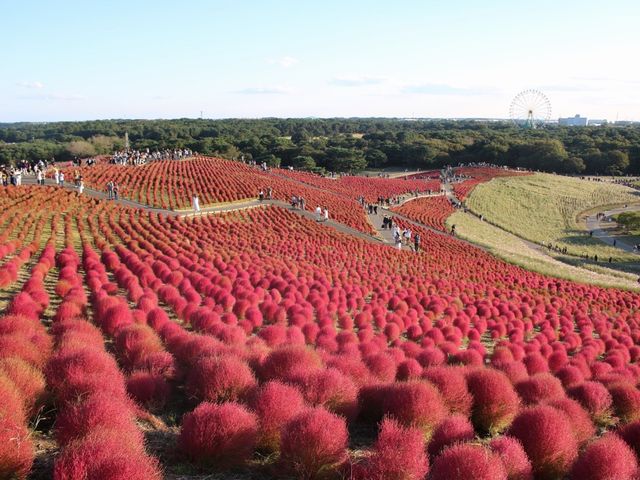 Kochia at Hitachi Seaside Park