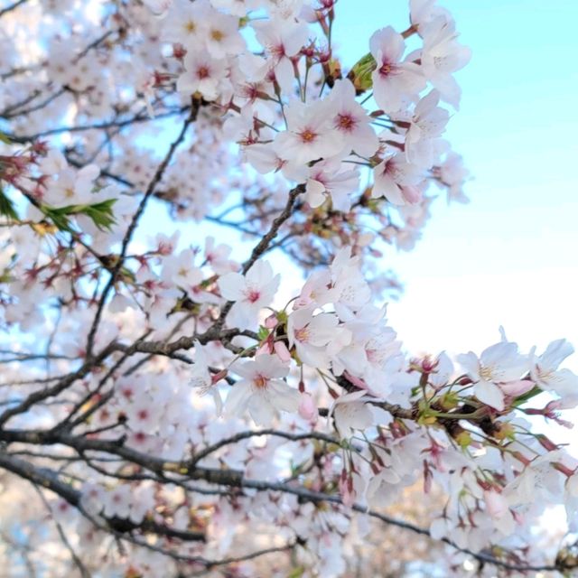 【九洲福岡遊】人在福岡之4月櫻花祭🌸