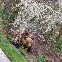 Bern🐻Bear Pit， BärenPark熊公園