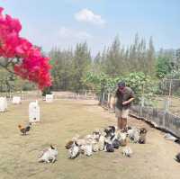 Scenic Rabbit/Chicken Farm @ Ratchaburi