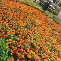 親子出遊好去處🌺🌸🌷 Shilin Residence Park (士林官邸公園) 🌹🌼🌻