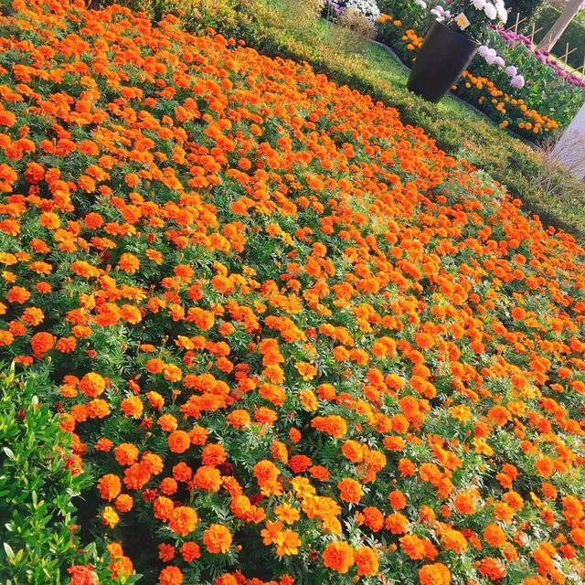 親子出遊好去處🌺🌸🌷 Shilin Residence Park (士林官邸公園) 🌹🌼🌻