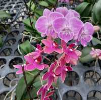 礁溪金車蘭花公園｜與動植物近距離親近🧡慵懶水豚君、愛抓癢大嘴鳥