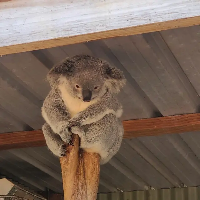 호주 페더데일 야생동물원