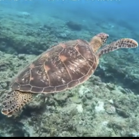 與海龜共舞🐢｜小琉球花瓶岩
