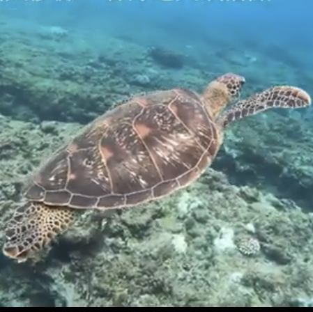 與海龜共舞🐢｜小琉球花瓶岩