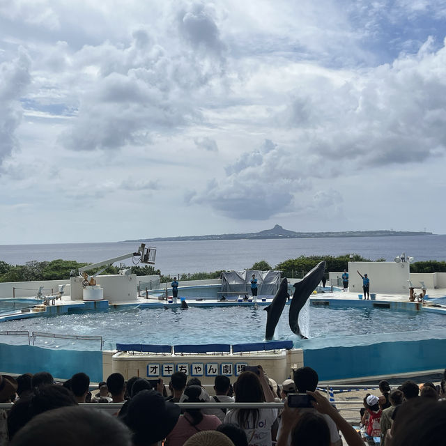 【沖縄】絶対に行きたい！美ら海水族館