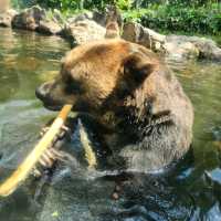 Mountain bear Hokkaido 