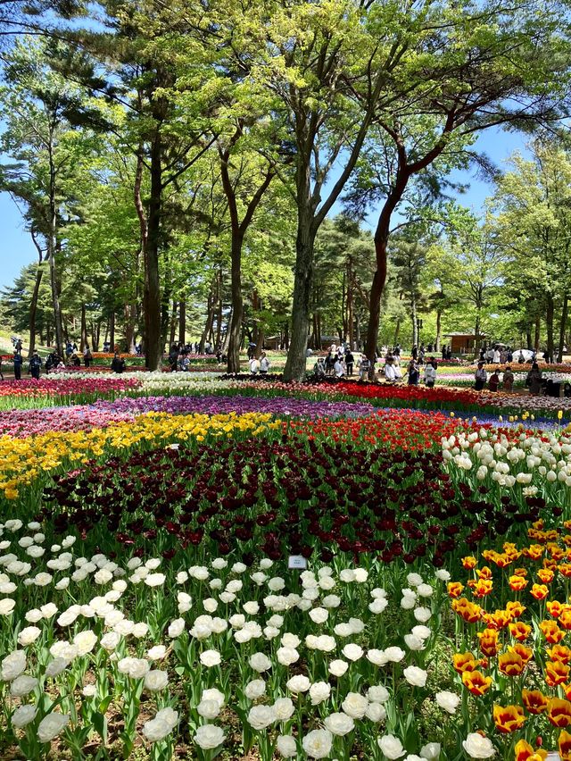 國營常陸海濱公園 *最美粉蝶花海*