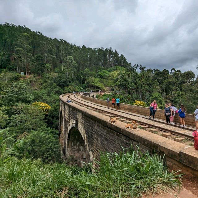 a bridge in the forest