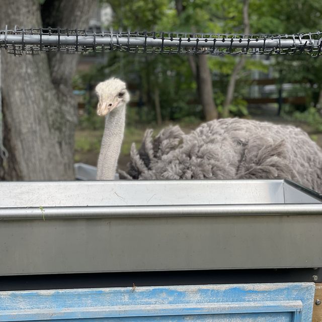 円山動物園