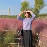 매년 10월 상암 하늘공원에서 볼 수 있는 억새축제🌾🌾