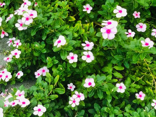 台北｜🌹💐 Taipei Rose Garden 臺北玫瑰園🪴🎋散步賞花花草草