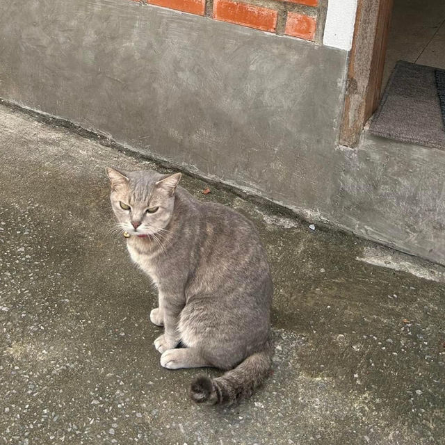 📍: Sleepy House 🐱🏡✨