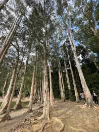 🍂【城門畔塘徑】：秋天必去！讓你沉浸於大自然中的絕佳勝地！