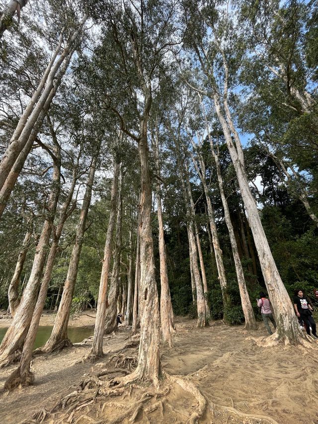🍂【城門畔塘徑】：秋天必去！讓你沉浸於大自然中的絕佳勝地！