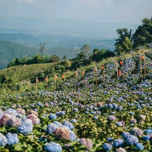 🌷ไฮเดรนเยียซัง เชียงราย 𝐻𝓎𝒹𝓇𝒶𝓃𝑔𝑒𝒶 𝓈𝒶𝓃