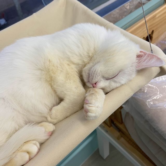 🐱旺角樓上貓Cafe🍽️治癒小小心靈 🐱旺角樓上貓Cafe🍽️治癒小小心靈