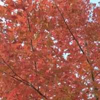 紅叶斜落我心寂寞時!