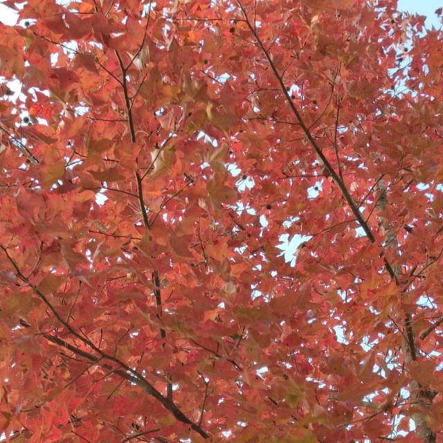 紅叶斜落我心寂寞時!