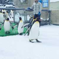 旭山動物園亮點-企鵝遊行