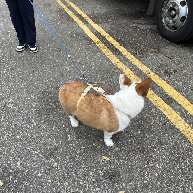 Bunny Fatty 大麻成喜喜年年😂🥰