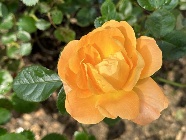 本地遊｜大埔海濱公園｜花種超多賞花必去