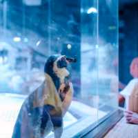 Aquaria Phuket