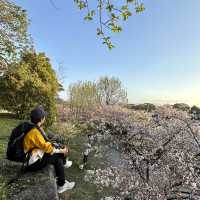 Sakura in Fukuoka!!! 