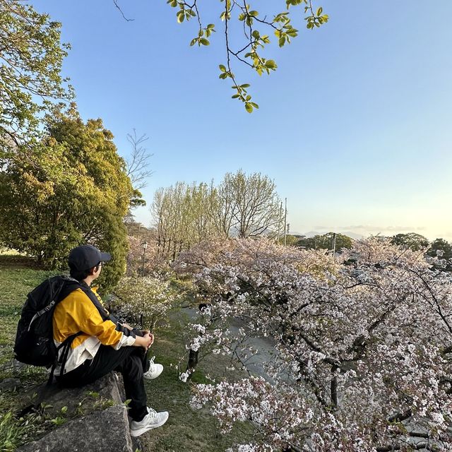 Sakura in Fukuoka!!! 