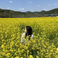 유채꽃 시즌에 꼭 가야할 대구 명소🌼