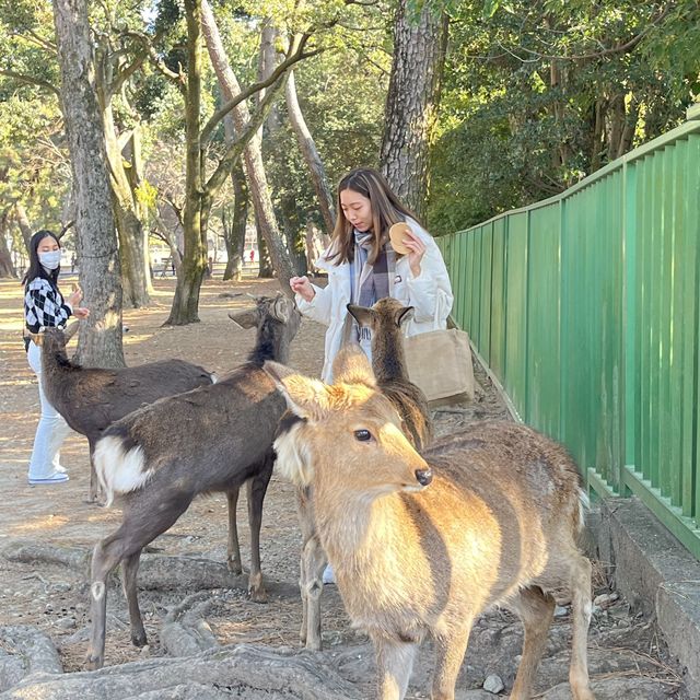 返奈良做一日奈良鹿丸🦌