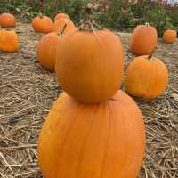 【巨大なカボチャ畑！】カナダでハロウィンを初体験！inリッチモンド