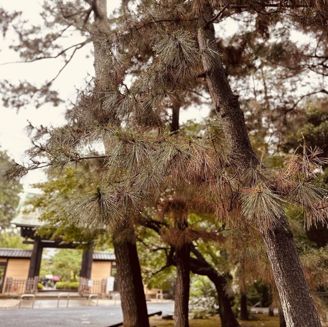 招財貓の寺——豪德寺🐈‍⬛😸
