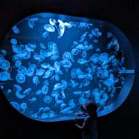 【札幌に新オープン！】水族館があるショッピングモール