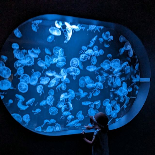 【札幌に新オープン！】水族館があるショッピングモール